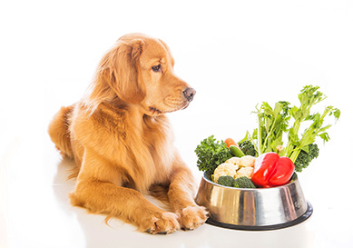 Corretta Alimentazione Cane