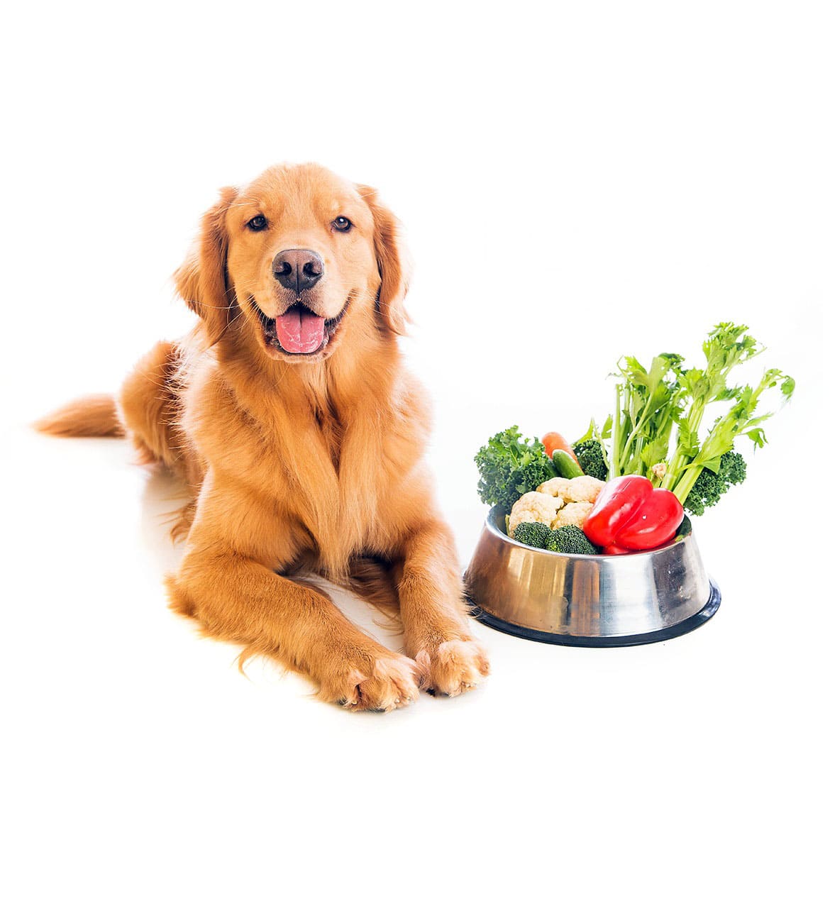 Toelettatura per cani