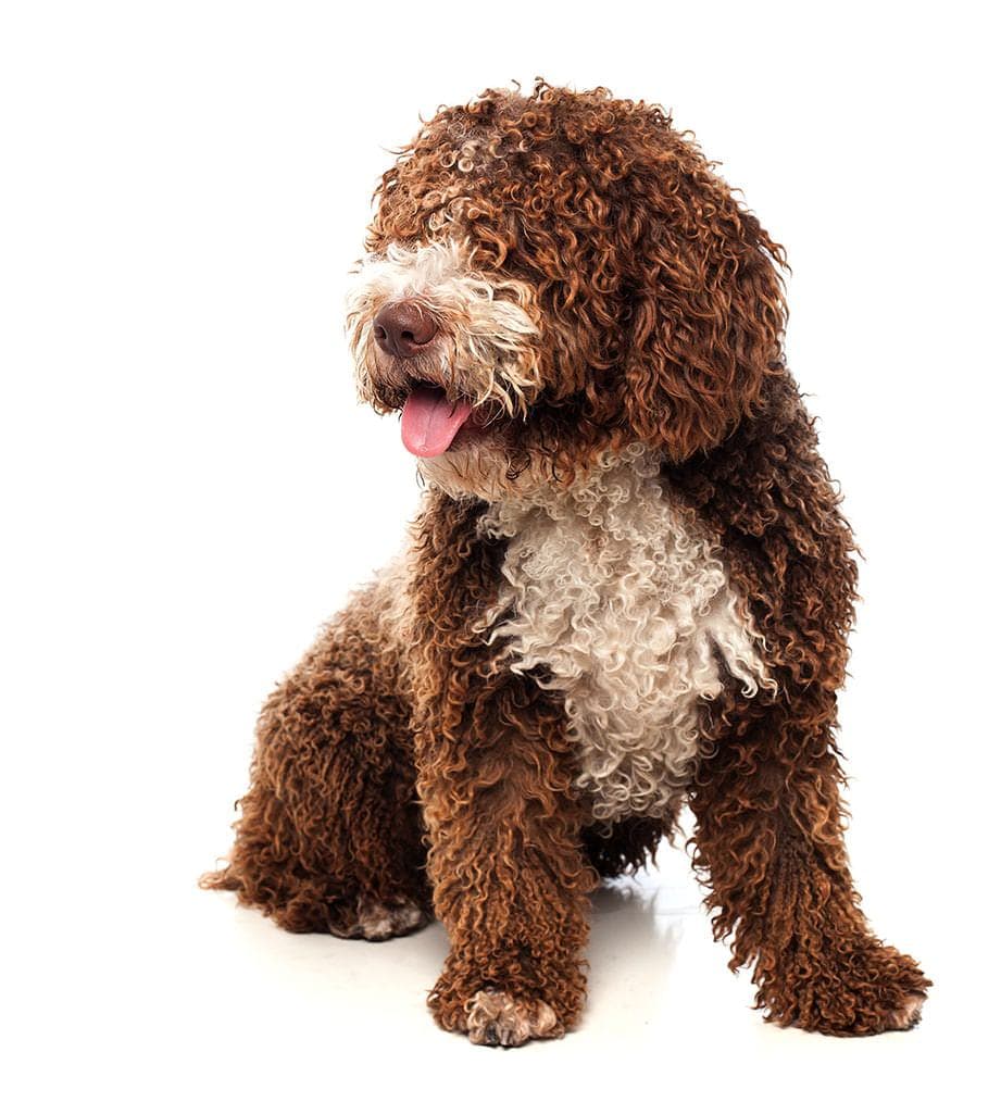 Toelettatura per cani